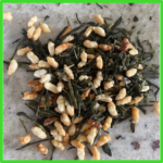 THÉ VERT GENMAICHA - RIZ - JEAN CHARDIN